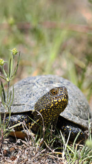 European Terrapinin Natural Habitat.jpg Wallpaper