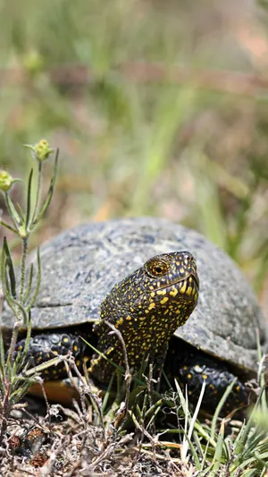 European Terrapinin Natural Habitat.jpg Wallpaper