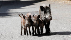 European Wild Boar Family Wallpaper