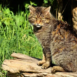 European Wildcat Sunbathing Wallpaper