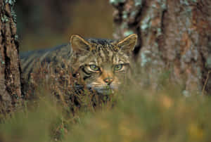 European Wildcatin Habitat.jpg Wallpaper