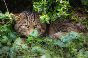 European Wildcatin Hiding.jpg Wallpaper