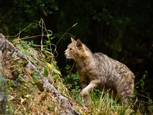 European Wildcatin Natural Habitat.jpg Wallpaper