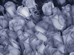 Exceptional Gray Roses In Full Bloom Wallpaper