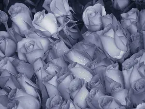Exceptional Gray Roses In Full Bloom Wallpaper