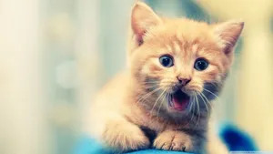 Exceptional Kitten Yawn Wallpaper