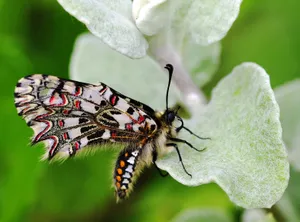 Exceptional Spanish Festoon Butterfly Wallpaper