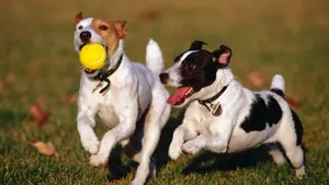 Excited Dogs Playing In A Dedicated Outdoor Area At Our Dog Daycare. Wallpaper