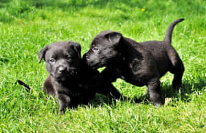 Excited Dogs Playing Together In A Daycare Wallpaper