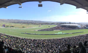 Exciting Horse Racing Action At Cheltenham Festival Wallpaper