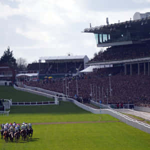 Exciting Horse Racing At The Cheltenham Festival Wallpaper