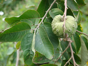 Exotic Annona Cherimoya Fruit Wallpaper