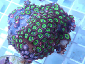 Exotic Beauty Of Zoanthid Coral Wallpaper