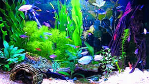 Exotic Fish Swimming In A Crystal Clear Aquarium Wallpaper