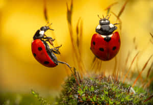 Exotic Red Insects In Natural Habitat Wallpaper