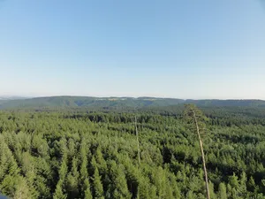 Expansive Forest View Winterthur Wallpaper