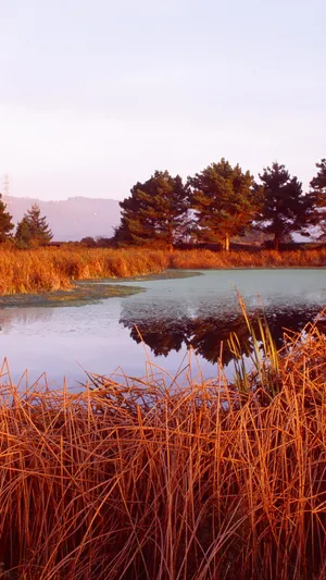 Expect An Amazing Android Experience When You Unlock The Nexus 5. Wallpaper