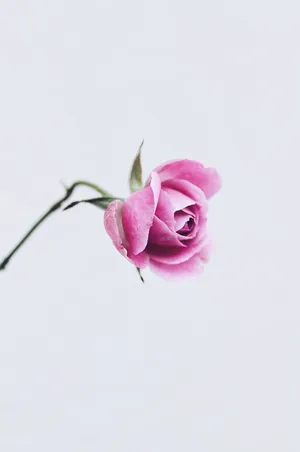 Experience A Beautiful Blend Of Style And Elegance With The Light Pink Floral Iphone Wallpaper. Wallpaper