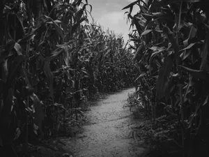 Experience An Epic Adventure At A Haunted Corn Maze!