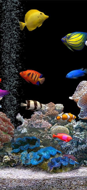 Experience An Underwater Escape With An Aquarium-themed Iphone Wallpaper