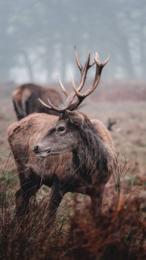 Experience Nature's Splendor With The Deer Iphone Wallpaper