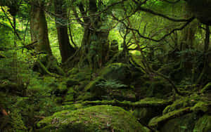 Experience The Beauty Of A Dark Green Forest Wallpaper