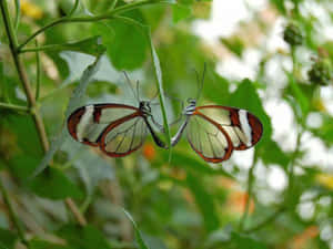 Experience The Beauty Of Butterfly Watching Wallpaper