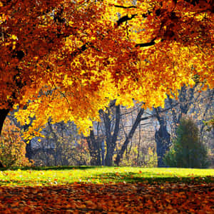 Experience The Beauty Of Fall With A New Ipad Wallpaper