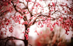 Experience The Beauty Of Sakura Blossom In Japan Wallpaper