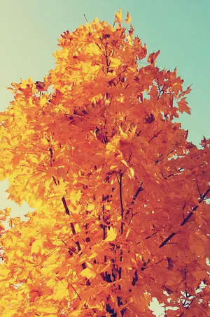 Experience The Fall Season With The Apple Iphone 6 Plus. Wallpaper