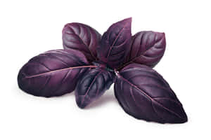 Experience The Freshness Of Purple Basil!