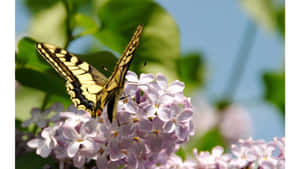 Experience The Joy Of The Butterfly Yellow Wallpaper