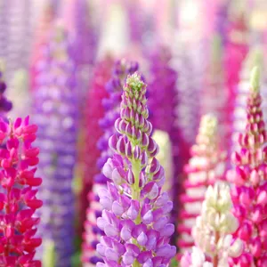 Experience The Magic Of A Fantasy Phone Wallpaper