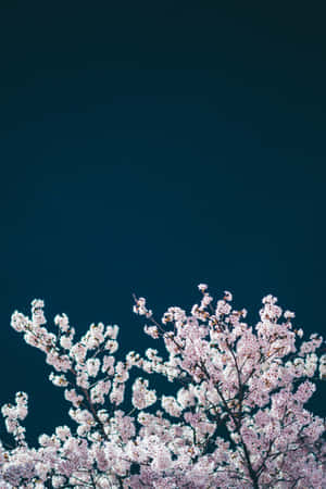 ‘experience The Magic Of A Night Cherry Blossom’ Wallpaper