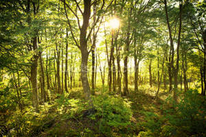 Experience The Magical World Of The Jungle Wallpaper