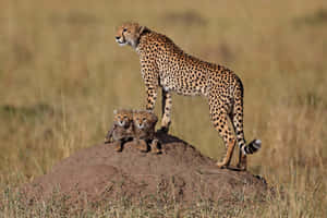 Experience The Majesty Of African Wildlife Up Close And Personal. Wallpaper