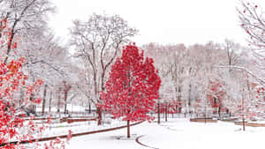 Experience The Natural Beauty Of Old Winter Wallpaper