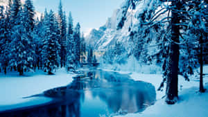 Experience The Peaceful Beauty Of Winter Forest. Wallpaper