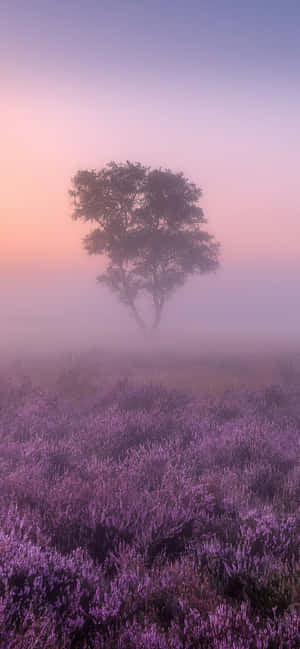 Experience The Serene Beauty Of Lavender Fields Wallpaper