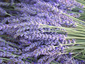 Experience The Soothing Scent Of Lavender Blue Wallpaper