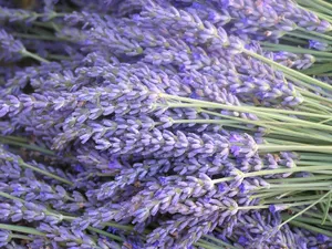 Experience The Soothing Scent Of Lavender Blue Wallpaper