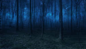 Experience The Stillness Of A Serene Night In The Secluded Forest Wallpaper