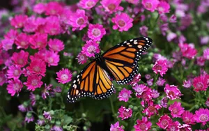 Experience The Wonders Of Nature At Butterfly Zoo Wallpaper