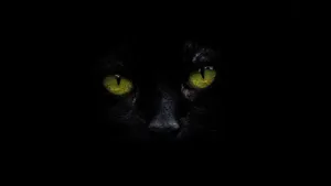 Experience True Colour With Oled 4k Hdr Wallpaper