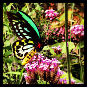 Explore The Beautiful And Vibrant Butterfly Zoo Wallpaper