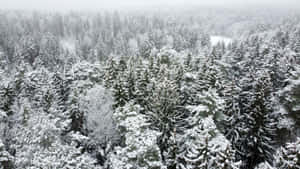 Explore The Beauty Of A Tranquil Winter Forest. Wallpaper