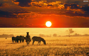 Explore The Beauty Of Africa Wallpaper