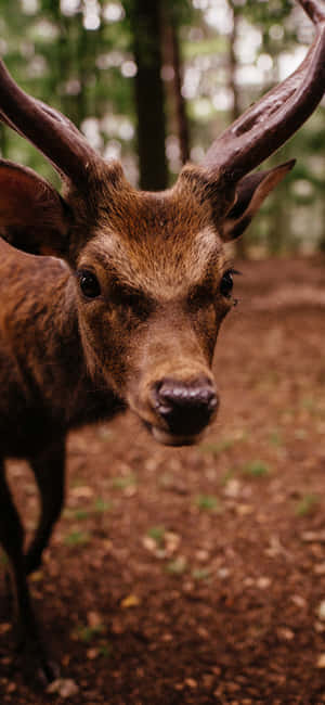 Explore The Beauty Of Nature With This Stunning Animals Iphone Wallpaper Wallpaper