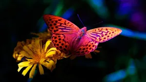 Explore The Beauty Of The Butterfly At Butterfly Zoo! Wallpaper