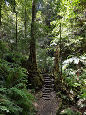 Explore The Breath-taking Views Of Blue Mountains National Park Wallpaper